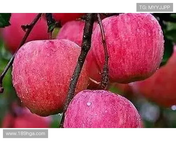 196体育网页版的优惠活动与促销信息分享